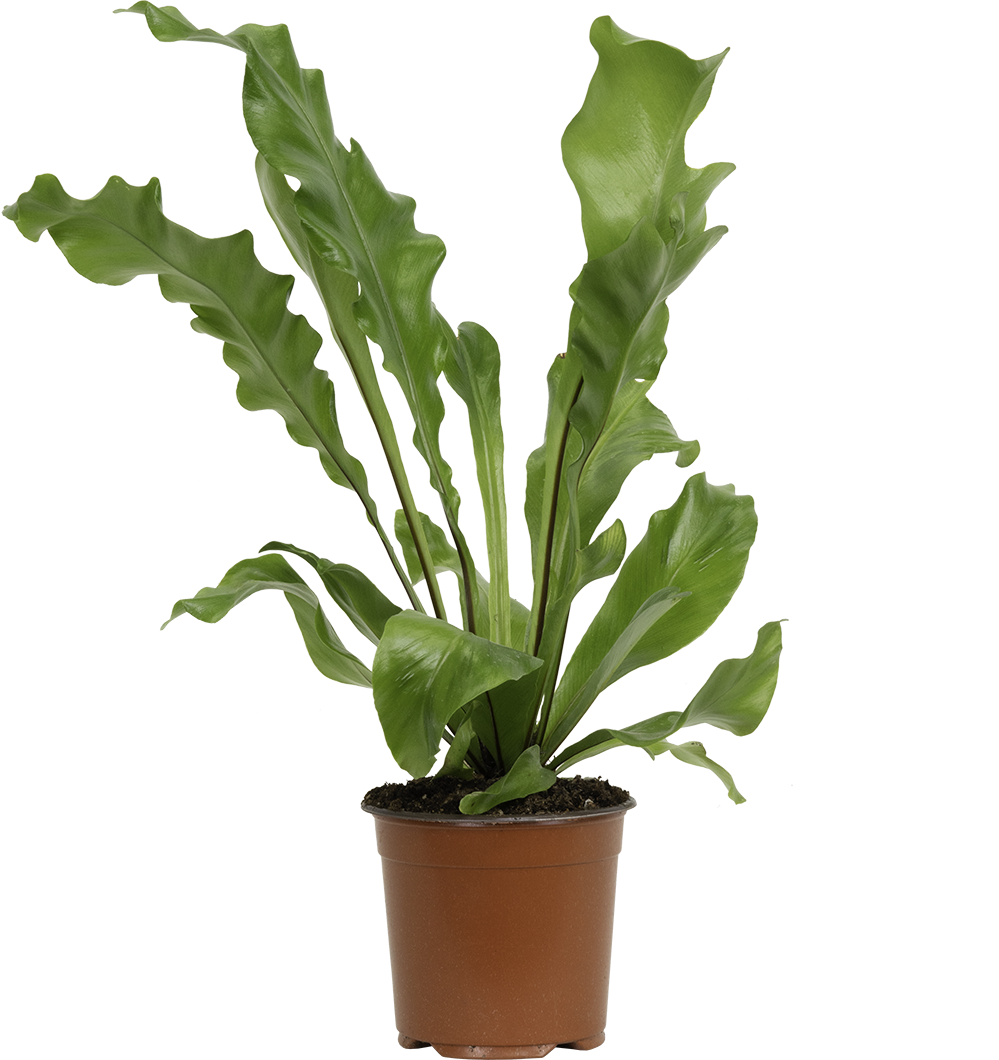 Asplenium Nidus | Birds Nest Fern (S)