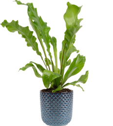 Asplenium Nidus | Birds Nest Fern (S)
