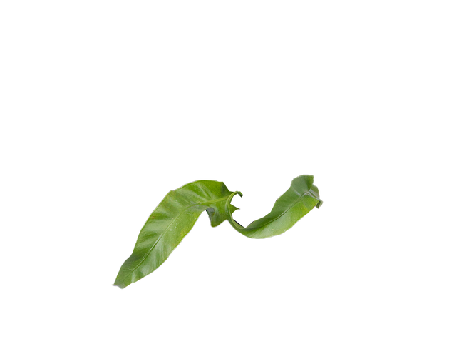 Asplenium Hurricane | Birds Nest Fern | 6
