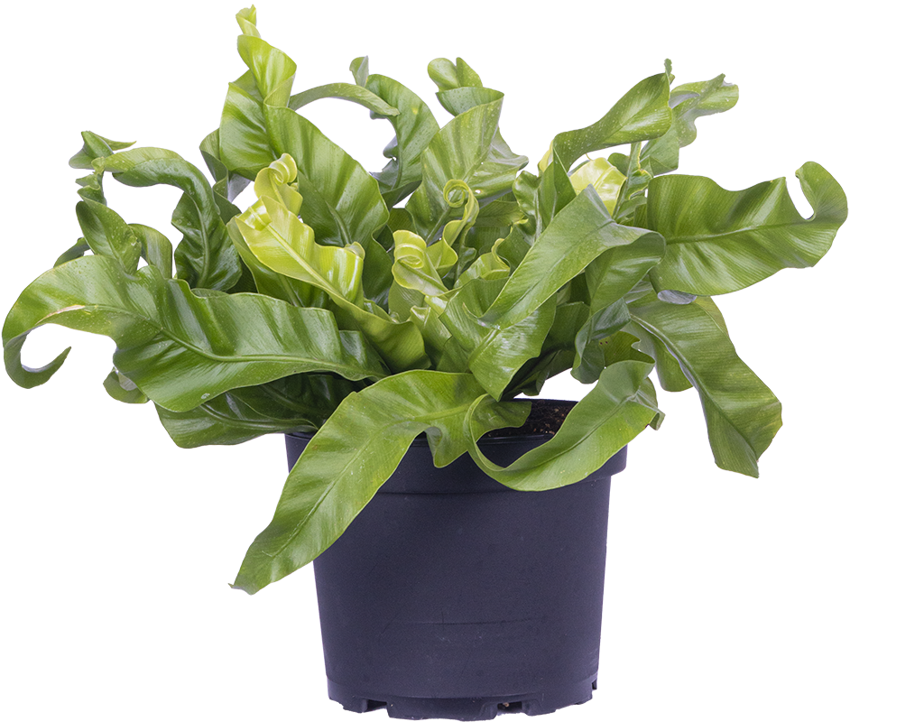 Asplenium Hurricane | Birds Nest Fern (M)