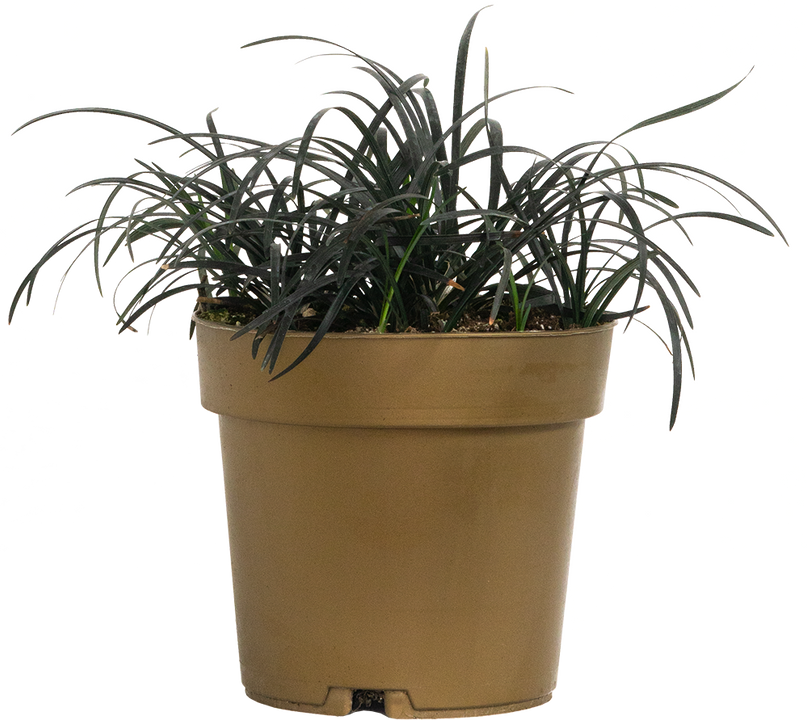 Ophiopogon Planiscapus Nigrescens | Black Mondo Grass (L)