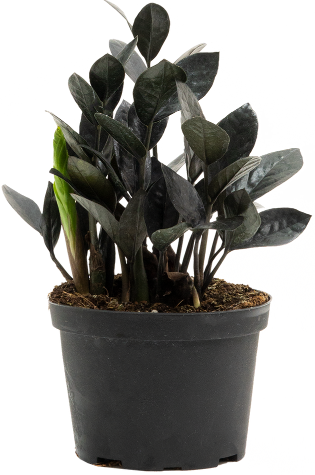 zz plant canada Zamioculcas Black Raven | ZZ Plant | 6" Pot | Easy Care Houseplant