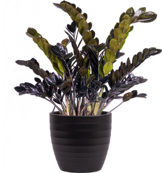 Zamioculcas Black Raven (XL) | ZZ Plant