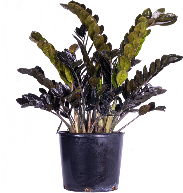 black zz plant canada Zamioculcas Black Raven | ZZ Plant | 10