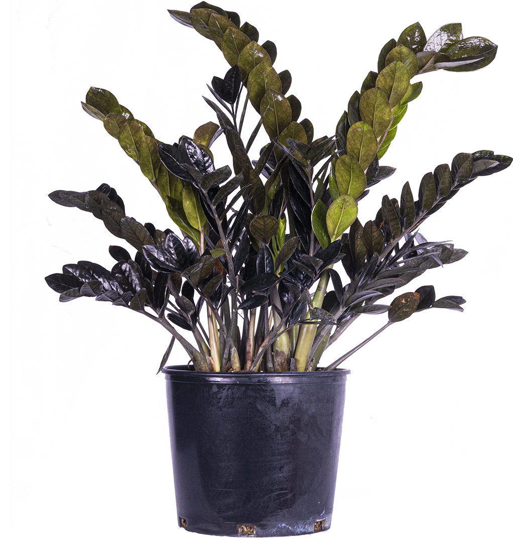 Zamioculcas Black Raven (XL) | ZZ Plant