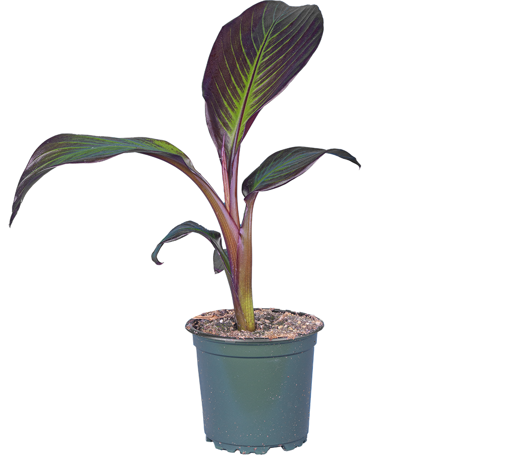 Musa Acuminata | Blood Banana (S)