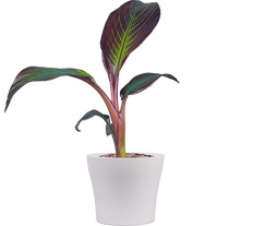 Musa Acuminata | Blood Banana (S)