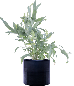 blue star fern hanging Phlebodium Aureum | Blue Star Fern | 6" Pot | Pet Friendly Houseplant
