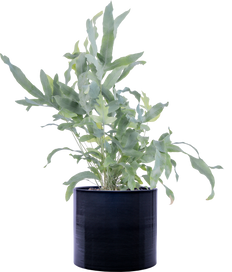 Phlebodium Aureum | Blue Star Fern (M-6in)