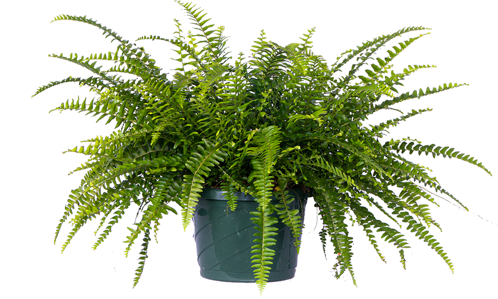 Nephrolepis Exaltata | Boston Fern (L)