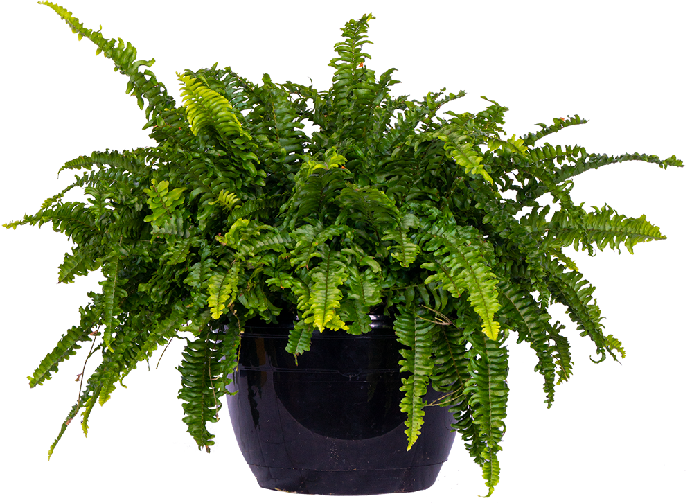 Nephrolepis Exaltata | Boston Fern | 10