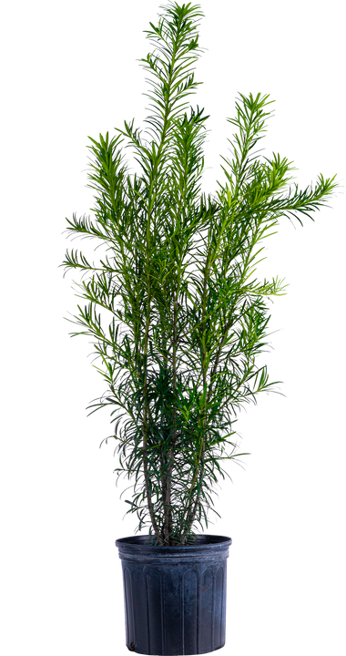 Podocarpus | Buddhist Pine (XL)