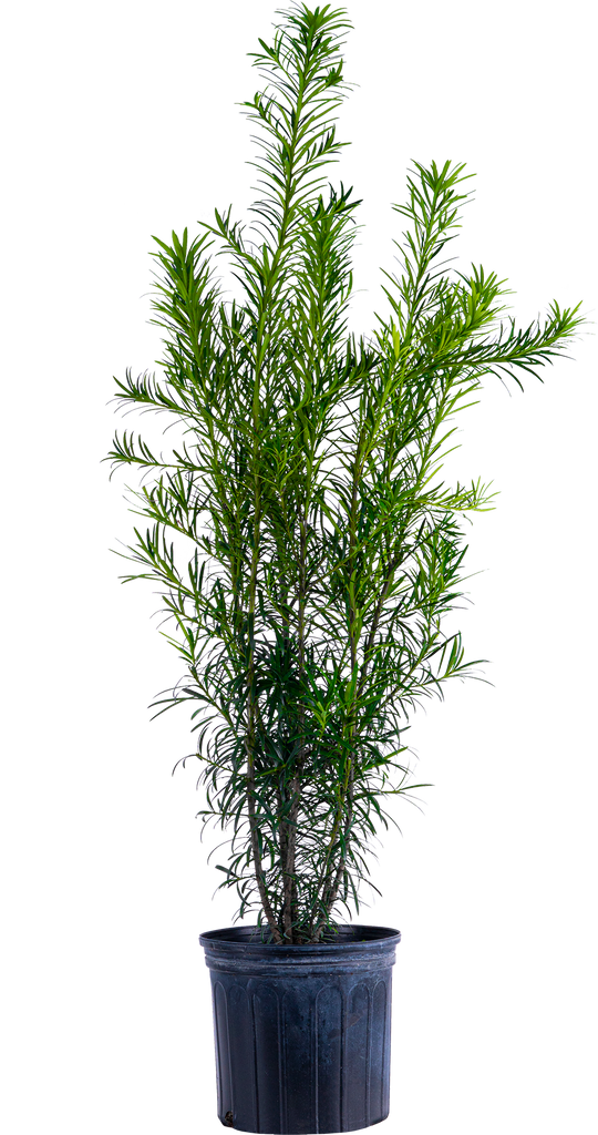 Podocarpus | Buddhist Pine | 10