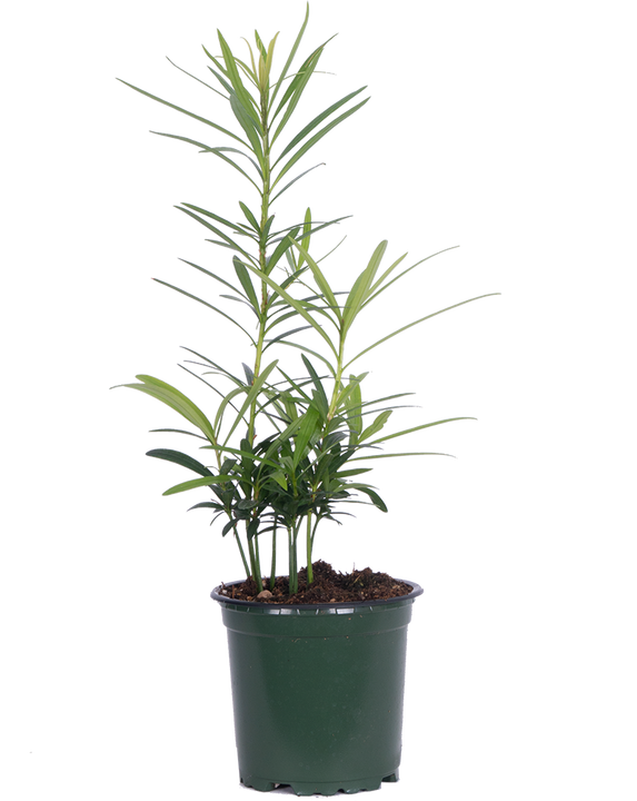 Podocarpus | Buddhist Pine (S)