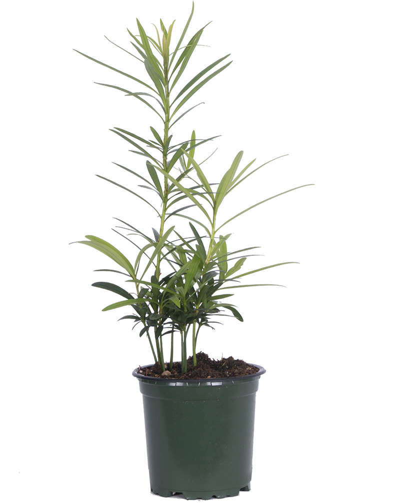 Podocarpus | Buddhist Pine (S)
