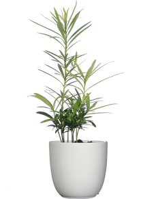 Podocarpus | Buddhist Pine (S)