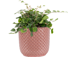 Pellaea Rotundifolia | Button Fern (S)