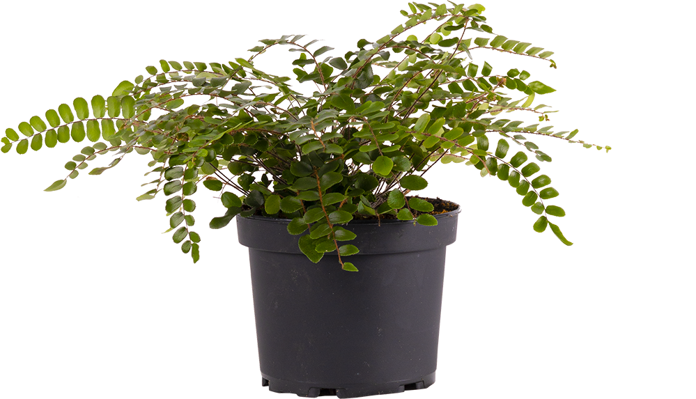 Pellaea Rotundifolia | Button Fern (M)