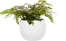 Pellaea Rotundifolia | Button Fern (M)