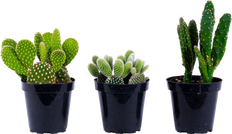 Cactus Trio - Assorted (S)