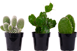 Cactus Trio - Assorted (XS)