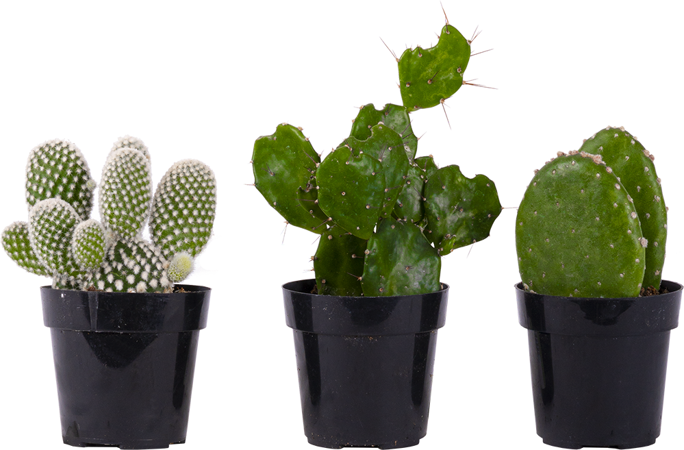 Cactus Trio - Assorted (XS)