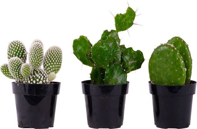 Cactus Trio - Assorted | | Easy Care | Plantsome