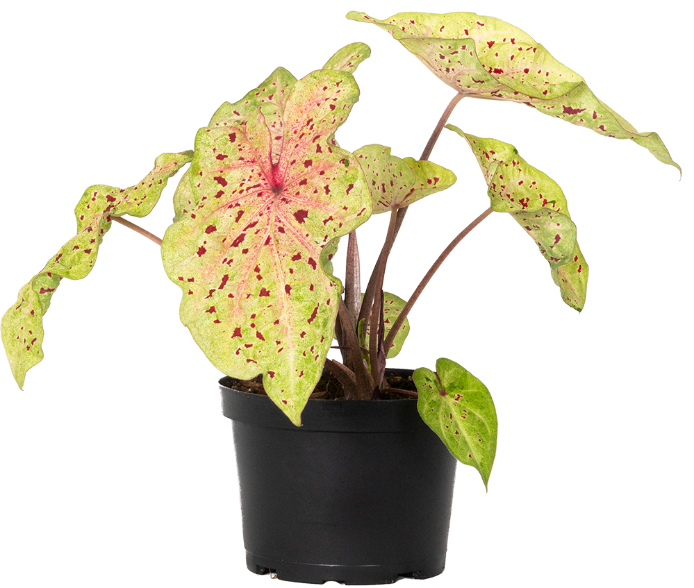 Caladium | Miss Muffet (M)