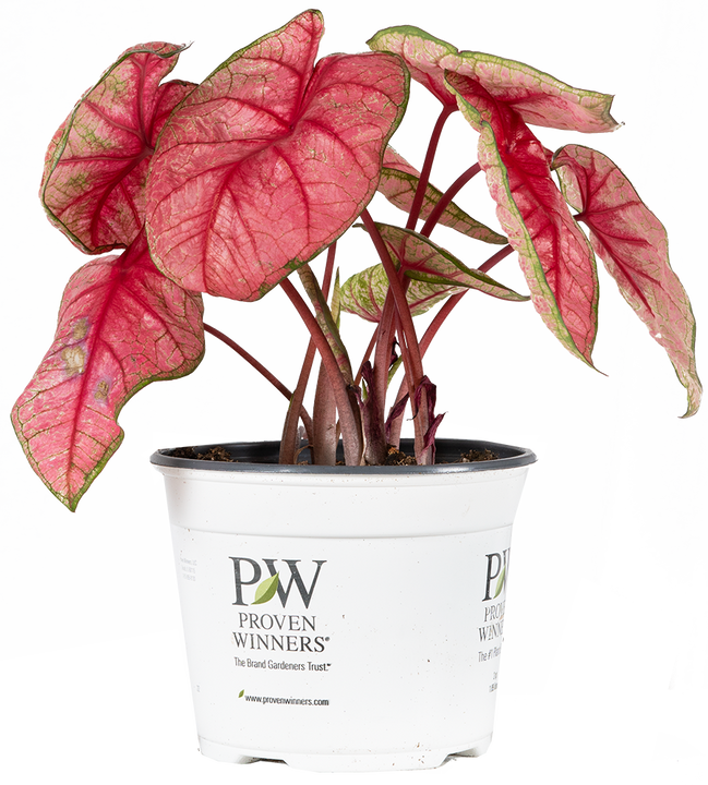 Caladium Radiance (M)