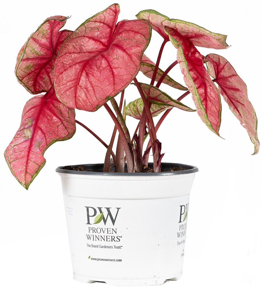 Caladium Radiance (M)