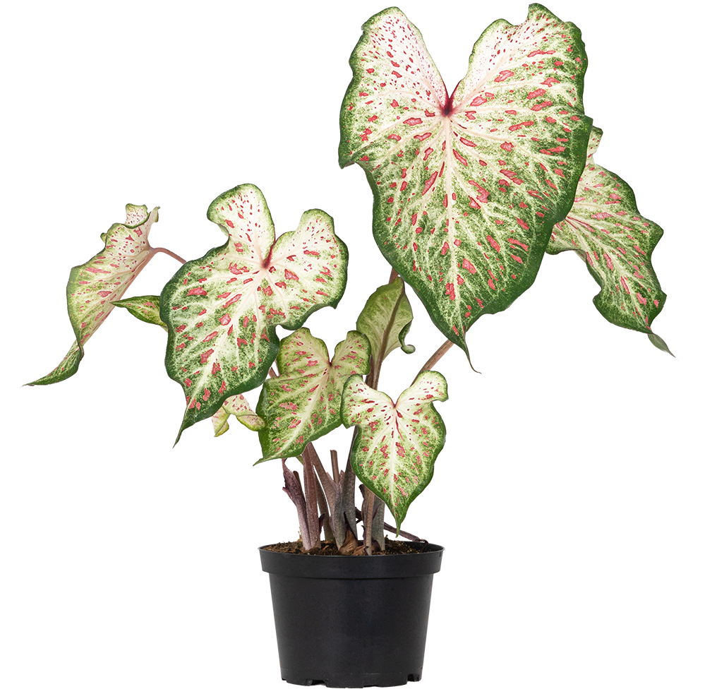 Caladium | Ginger Land (M)