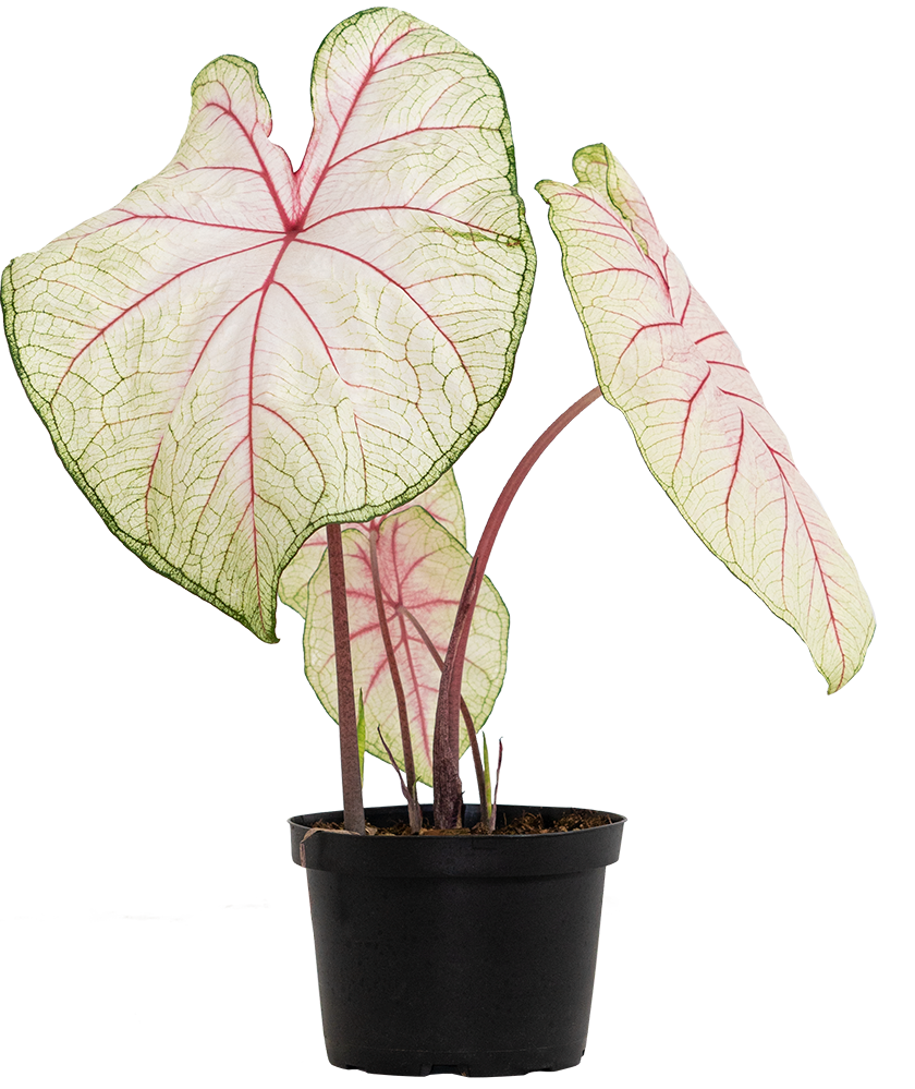 Caladium | Florida Fantasy (M)