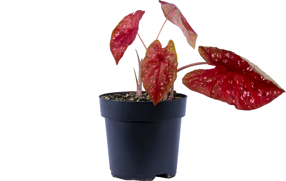 Caladium | Burning Heart (L)