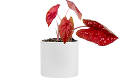 Caladium | Burning Heart (L)