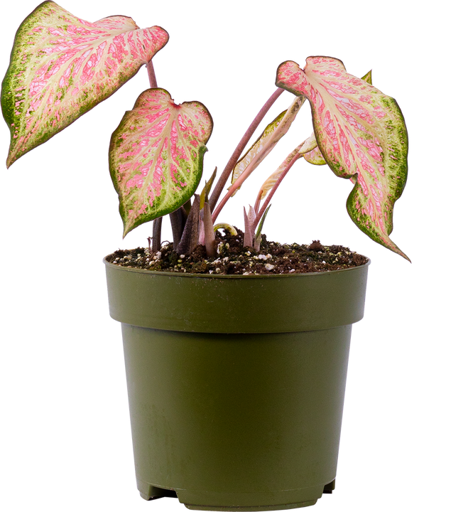 Caladium | Candyland (L)