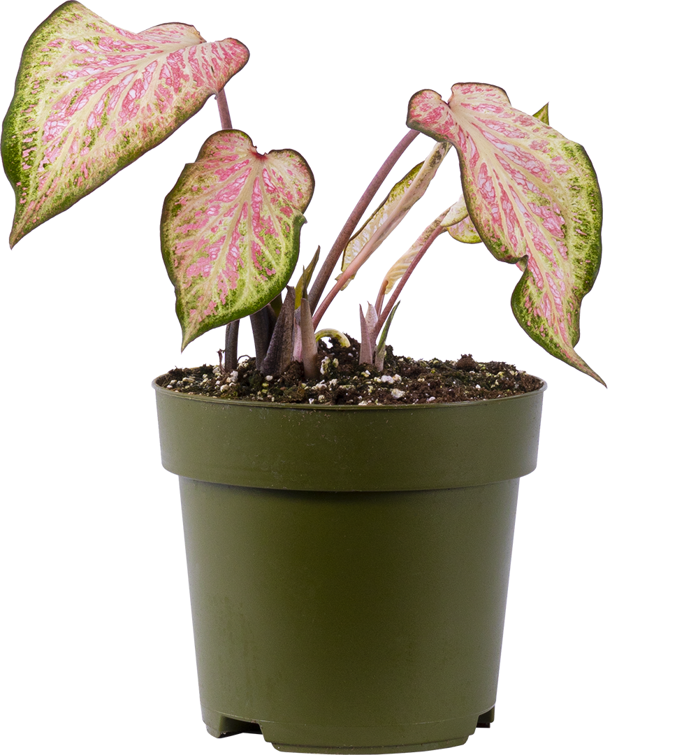 Caladium | Candyland (L)