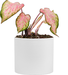 Caladium | Candyland (L)