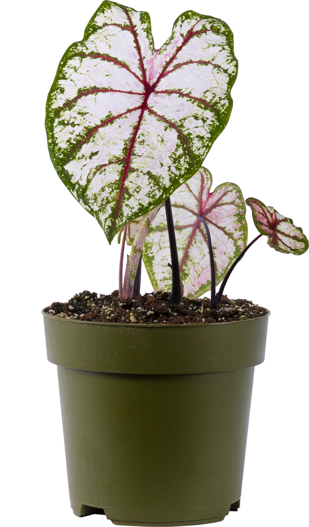 Caladium | Celebration (L)