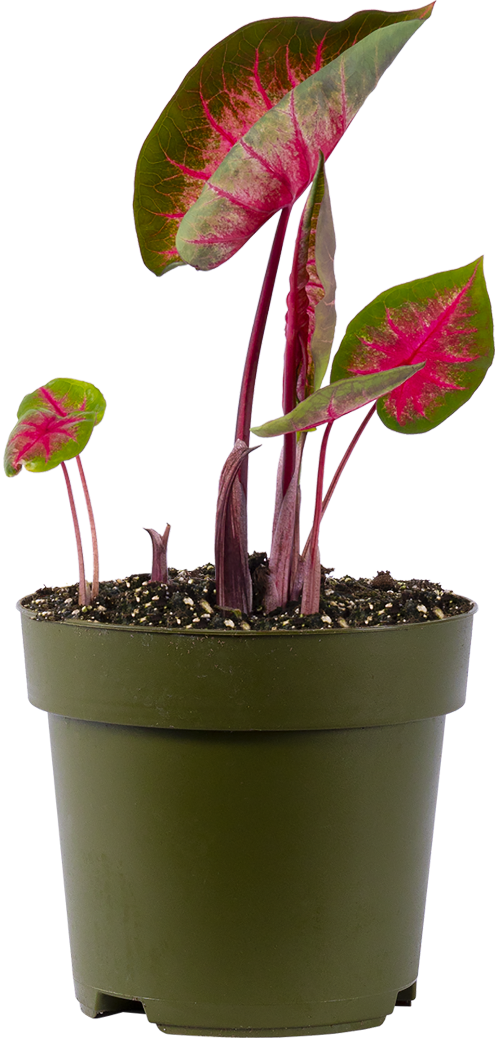 Caladium | Classic Pink (L)