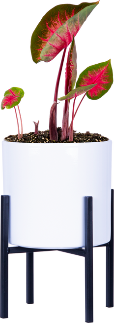 Caladium | Classic Pink (L)