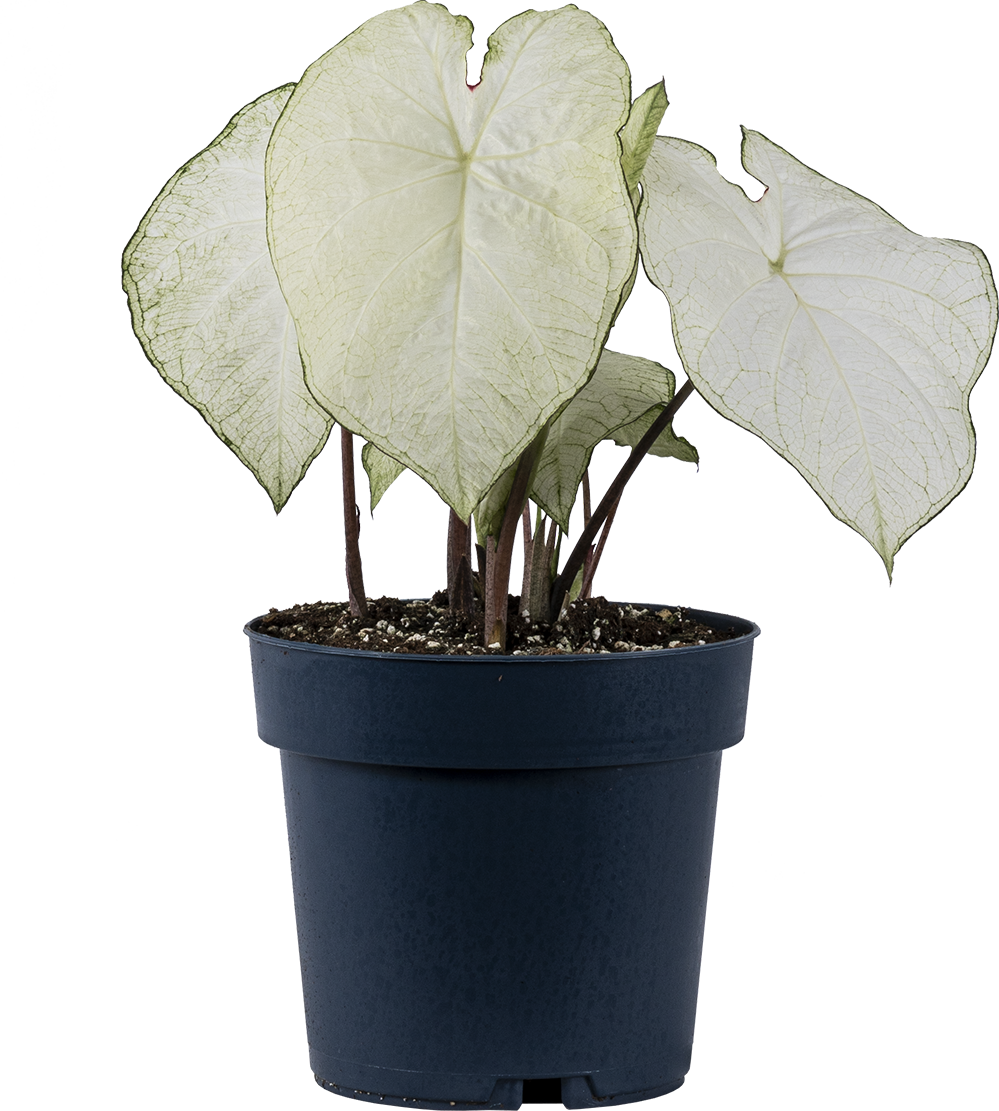 Caladium | Moonlight (L)