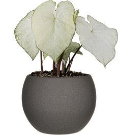 Caladium | Moonlight (L)