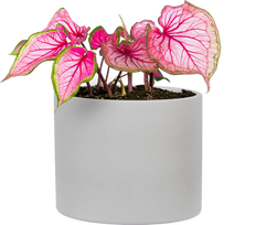 Caladium | Florida Sweetheart (L)