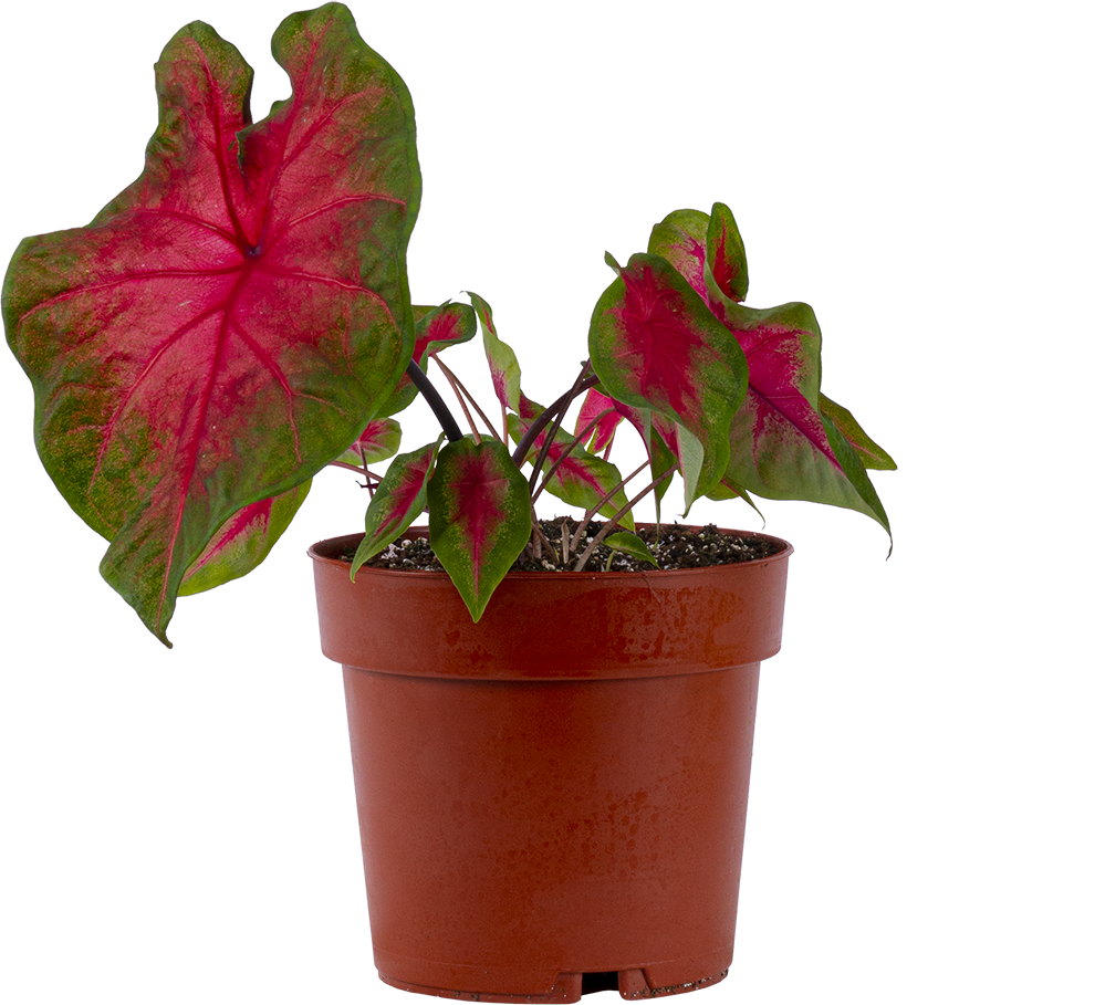 Caladium | Frieda Hemple (L)