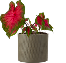 Caladium | Frieda Hemple (L)
