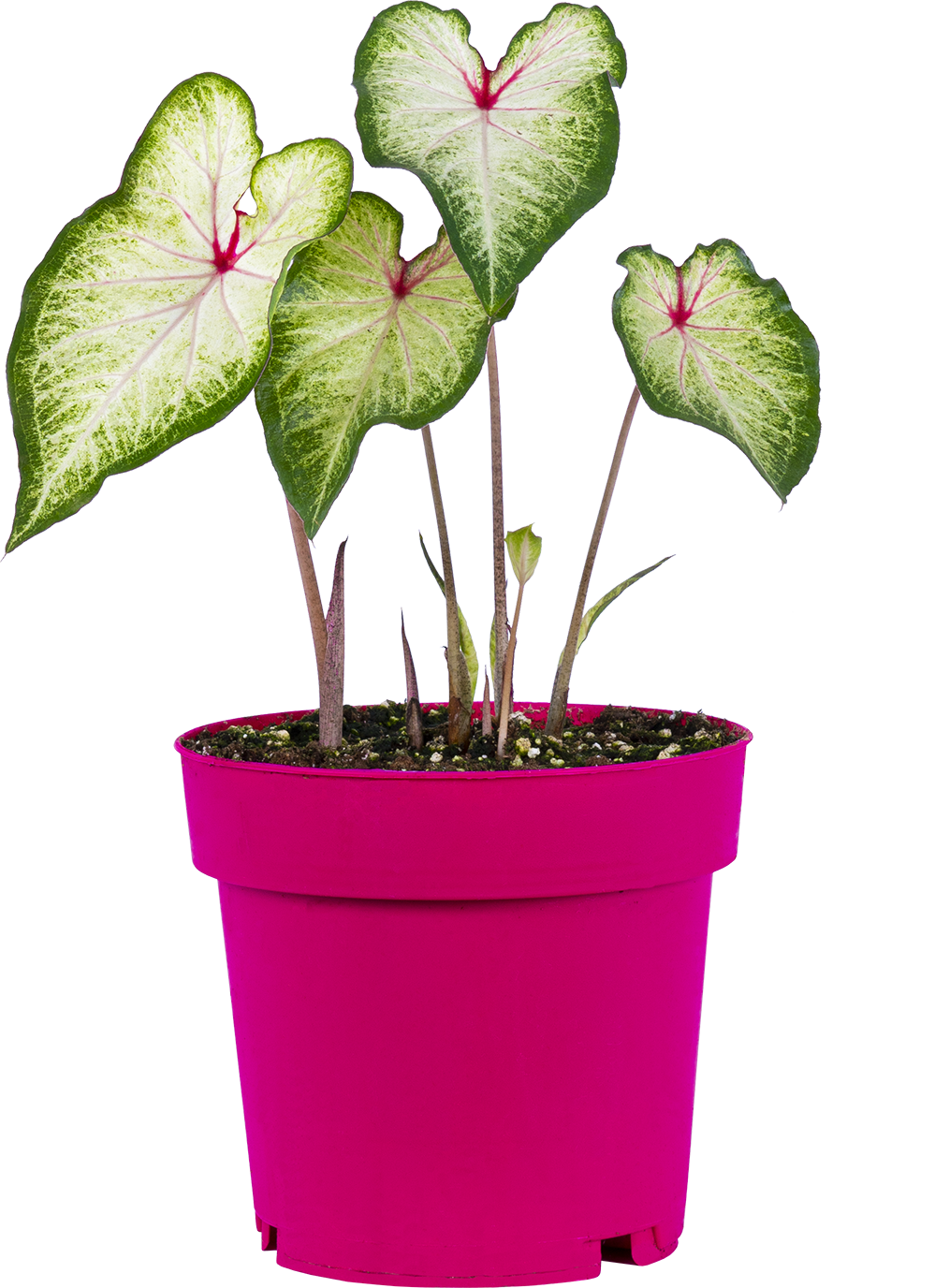 Caladium | Mt Everest (L)