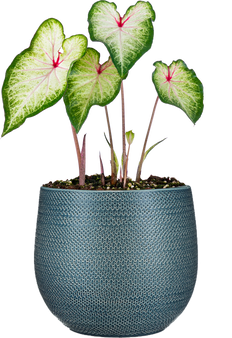 Caladium | Mt Everest (L)