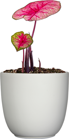 Caladium | Party Punch (L)