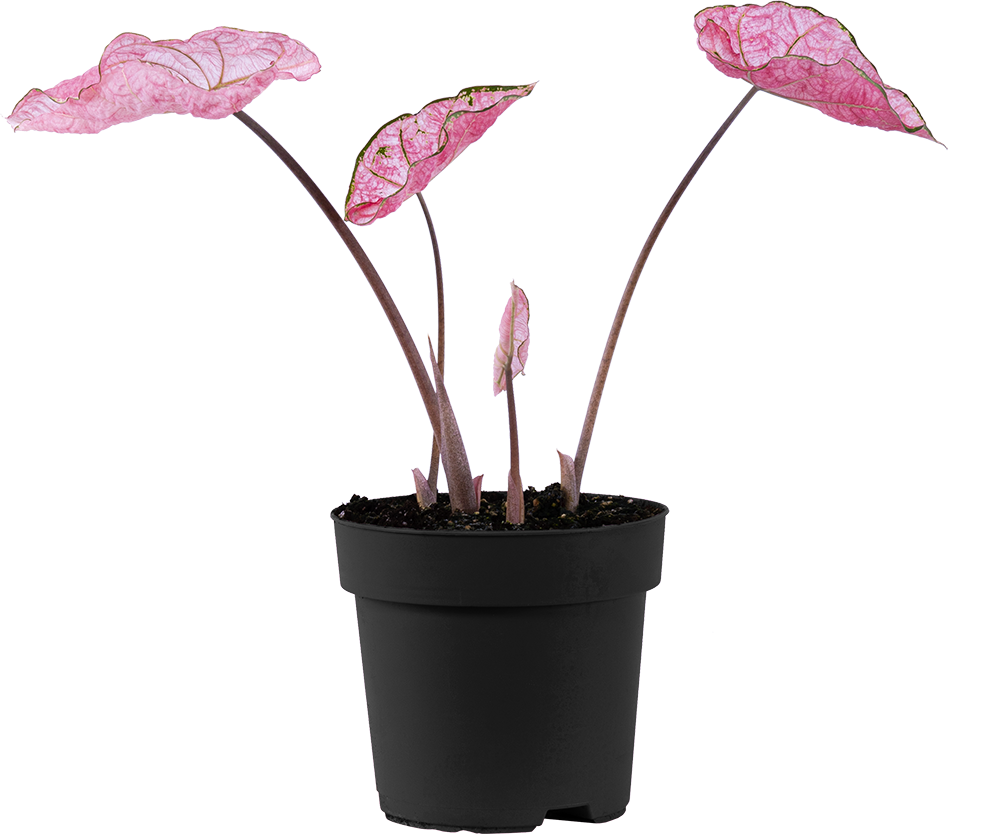 Caladium | Pink Splash (L)