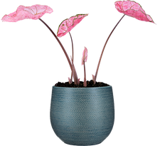Caladium | Pink Splash (L)